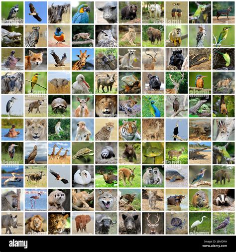 100 Pics Animals