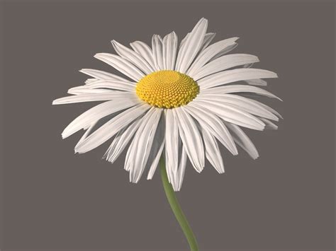 3D Daisy Flowers