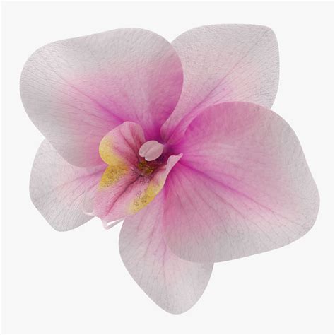 3D Orchid Flowers