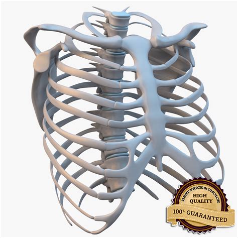 3D Rib Cage Model