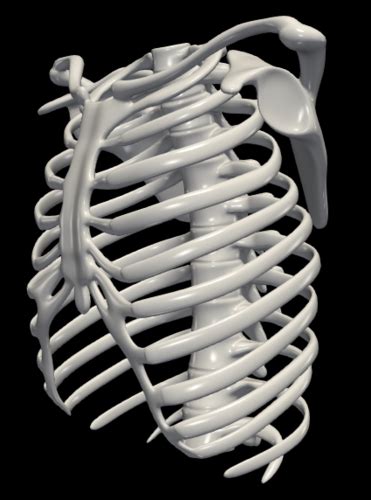 3D Rib Cage Template