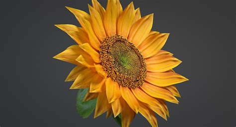 3D Sunflower Flowers