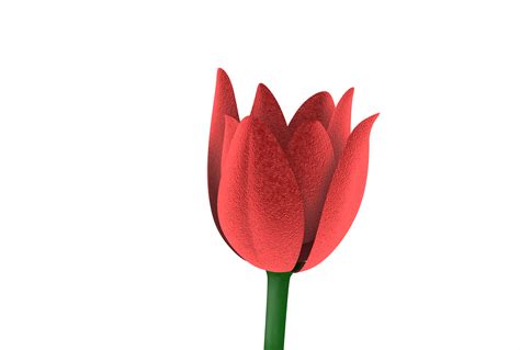 3D Tulip Flowers