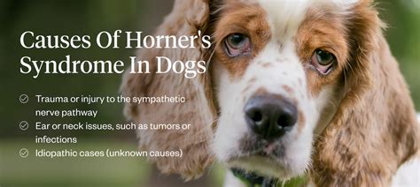 5 Ways Horner's Syndrome Affects Dogs