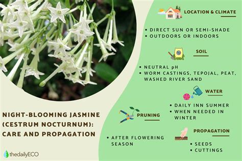 5 Ways Jasmine is Used in Asia