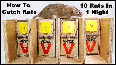 5 Ways Rodent Traps Can Be Used