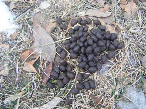 5 ways to identify deer scat