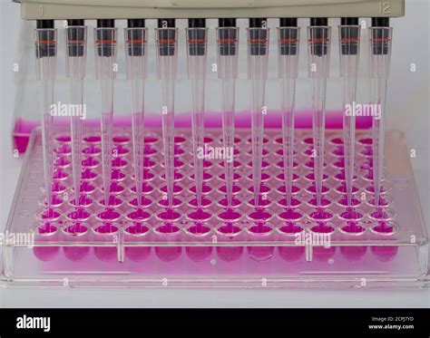 96 Well Plate Analysis