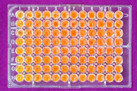 96 Well Plate High-Throughput Screening