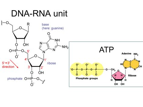 ATP in DNA replication