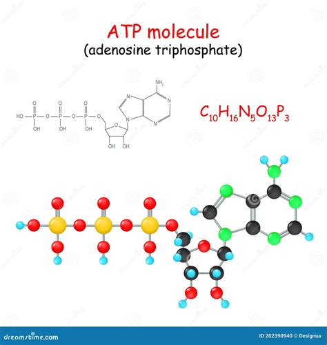 ATP molecule