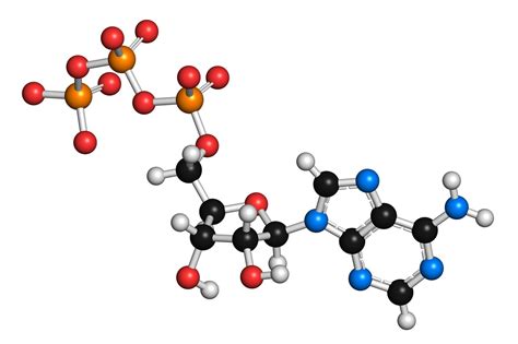 ATP molecule