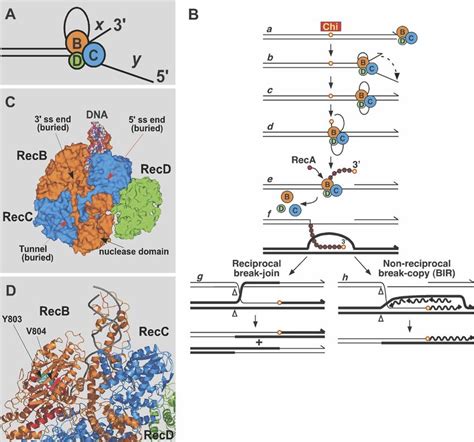 ATP unwinds DNA template