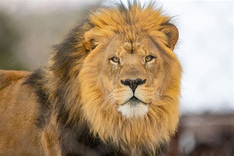 African Lion pride at Sprunki Zoo