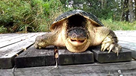 Aggressive Territorial Behavior in Snapping Turtles