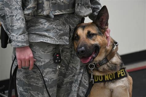 Air Force Canine Handlers Building a Strong Bond