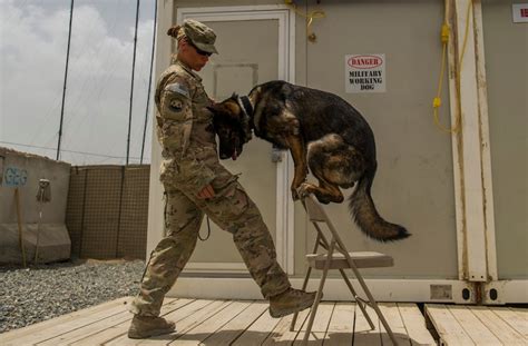 Air Force Canine Handlers in Combat Operations