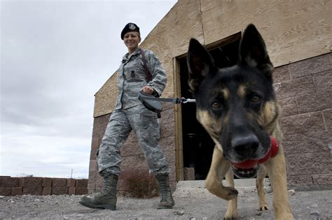 Air Force Canine Handlers Detecting Explosives