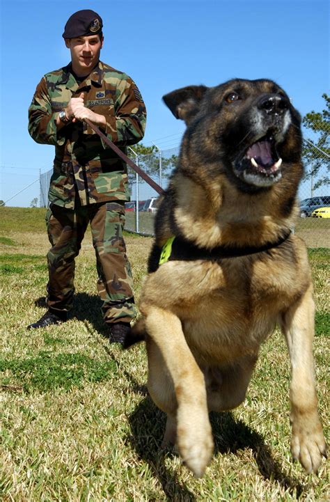 Air Force Canine Handlers Working Together