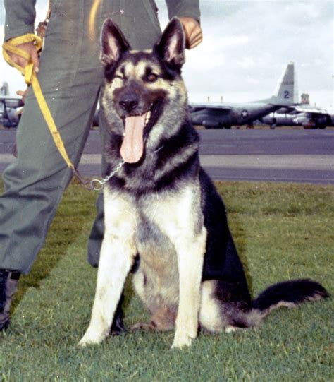 Air Force dog handler and their canine companion on patrol