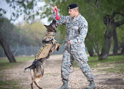 Air Force dog handlers in training