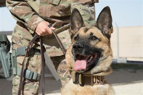 Air Force K9 Handler Tracking Training