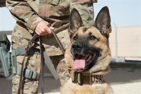 Air Force K9 Handler Uniform