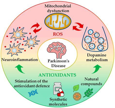 Airborne Enhances Antioxidant Defenses