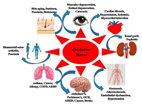 Airborne Reduces Oxidative Stress