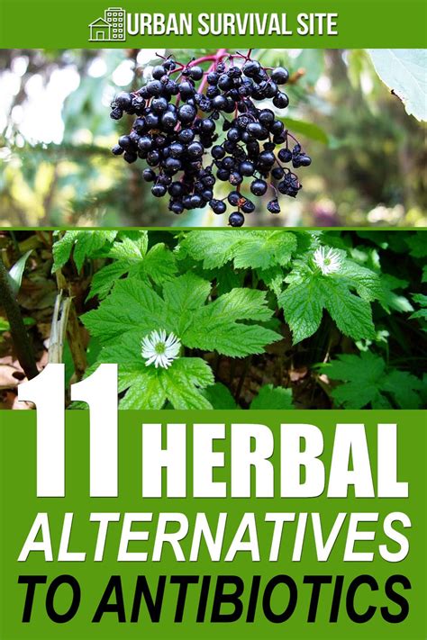 Alternatives and Natural Remedies