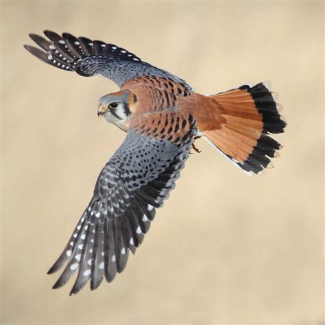 American Kestrel in flight