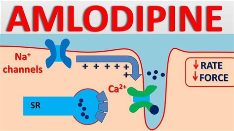 Amlodipine Mechanism