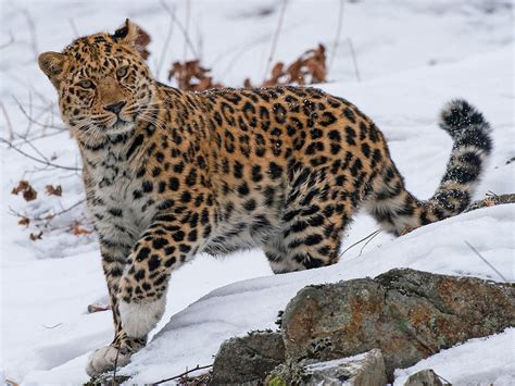 Amur Leopard in its enclosure