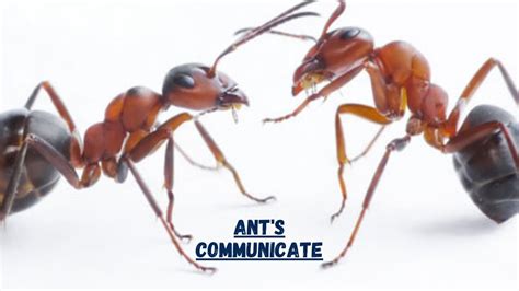 Ant Communication