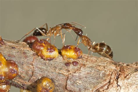 Ant Conservation