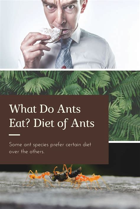 Ant Diet