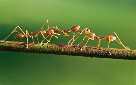 Ant Ecology