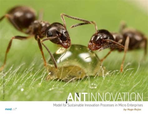 Ant Innovation