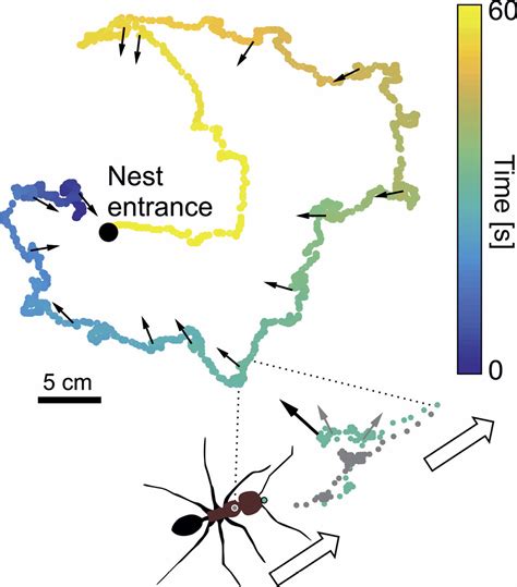 Ant Navigation