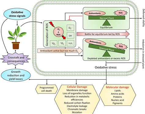 Antioxidant production and cell damage reduction