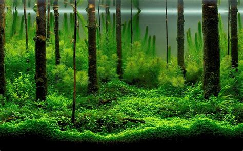 Aquarium background design gallery image 1