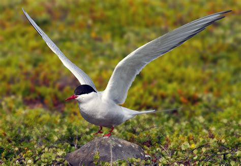 Arctic Tern Image