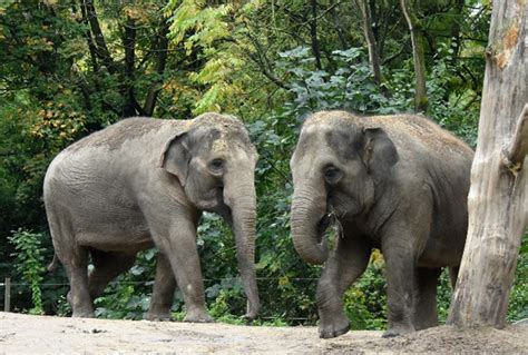 Asian Elephant at Sprunki Zoo