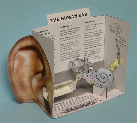 Assembling the ears