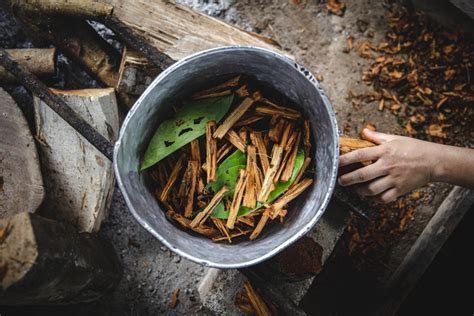 Ayahuasca Preparation