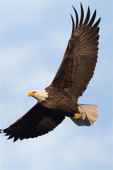 Bald Eagle soaring