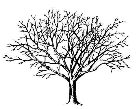 Bare Tree Outline Printable Gallery 4