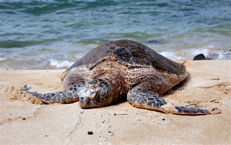 Beach Wildlife