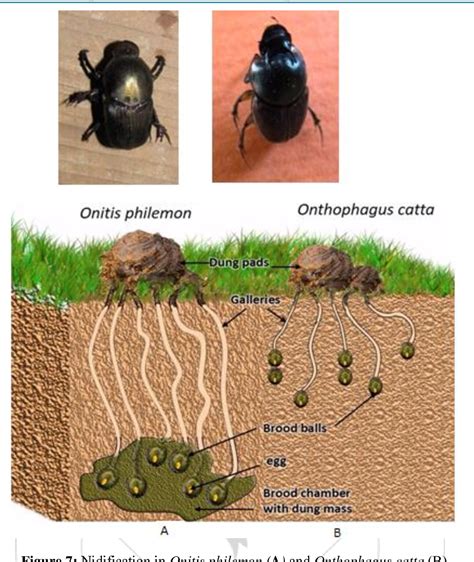 Beetle Behavior Study