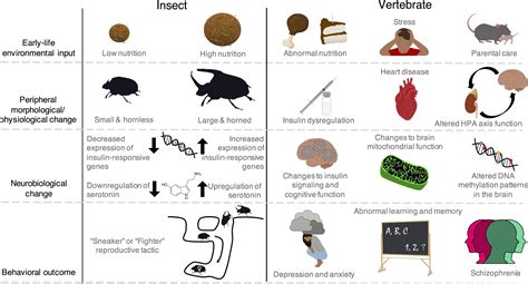 Beetle Brain Behavior Modification